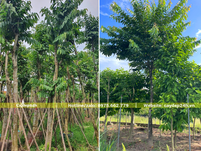 Hình ảnh cây bằng lăng tím công trình, đường kính gốc 10 - 15cm