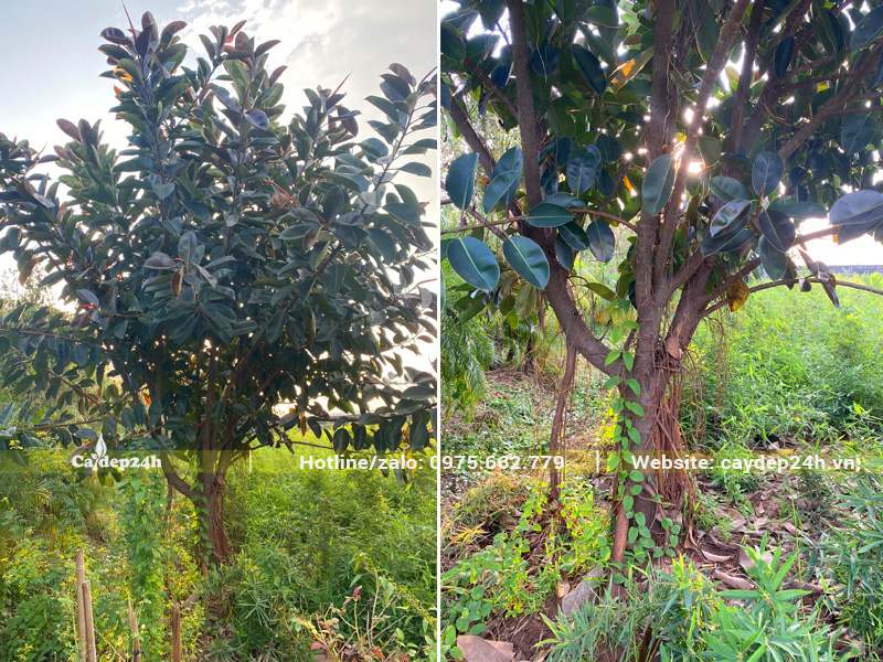 Vườn trồng số lượng lớn cây đa búp đỏ công trình cao 3 - 4m, đường kính gốc 20cm