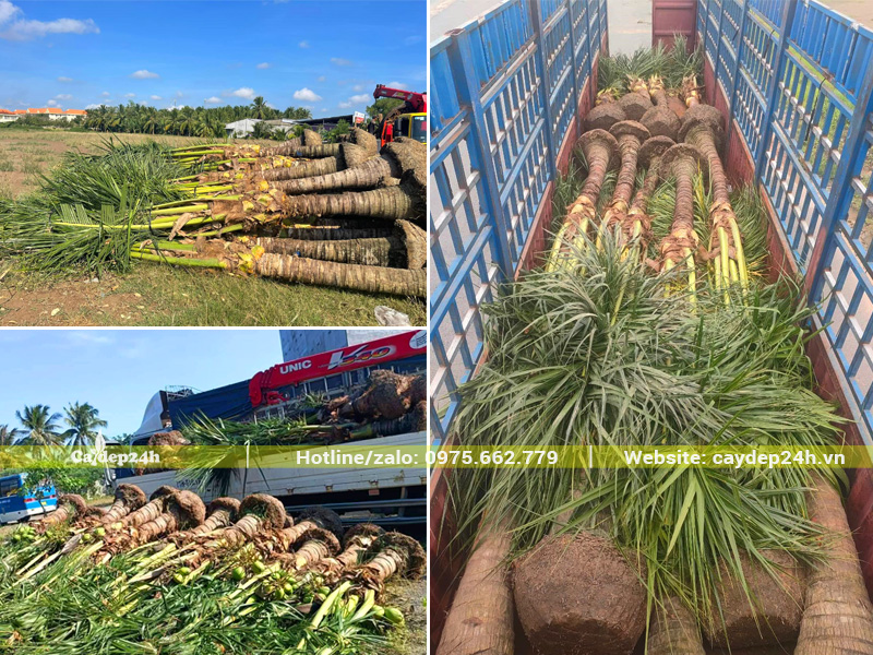 Bốc xếp số lượng lớn cây dừa công trình lóng thân 2- 2,5m giao trồng tại Phú Thọ