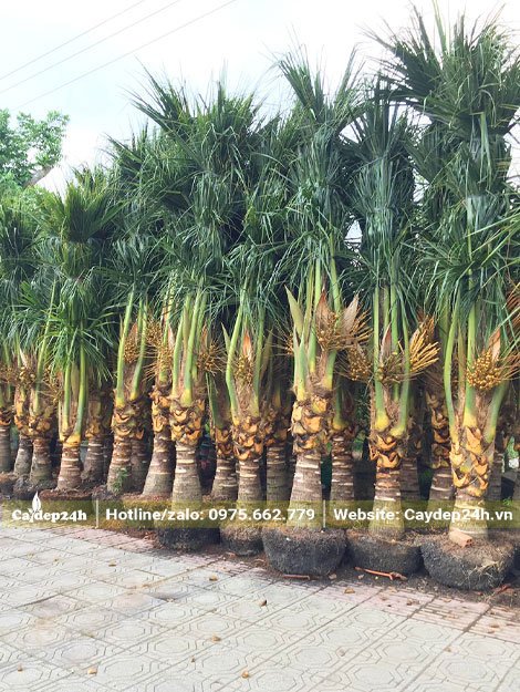 Bán số lượng lớn cây Dừa công trình đang ra hoa, lóng cao khoảng 50cm