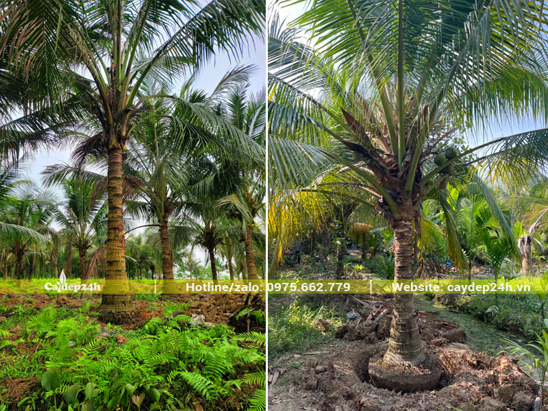 Vườn trồng dừa lâu năm, bán cây bứng thẳng, lóng cao 1.5 - 2.5m