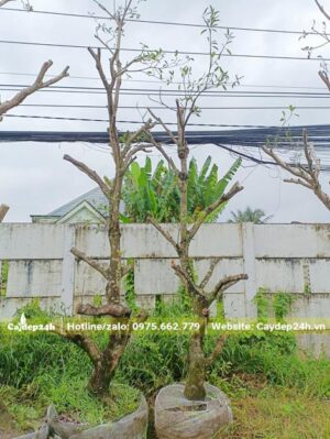 Mua cây Hồng Xiêm đánh thẳng, chiều cao khoảng 3 - 4m, đường kính gốc 15 - 20cm