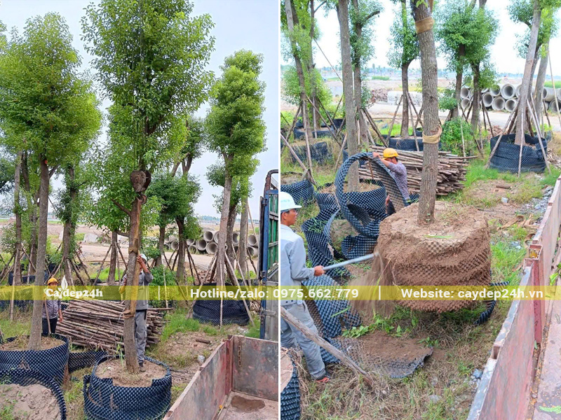 Cây được bứng tại bãi dâm ủ và đưa đến công trình ngay trong ngày