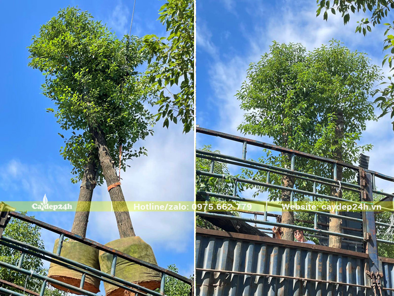 Những cây long não nhập khẩu dang được đưa lên thùng xe đầu kéo