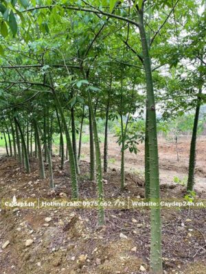 Mua cây hoa Hồng Mỹ Nhân chiều cao từ 2m trở lên