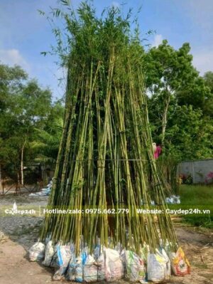 Trúc cần cây kích thước lớn đk thân từ 1,5 - 2,5cm