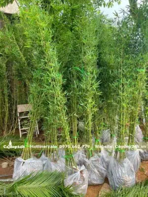 Những bịch Trúc Quân Tử dâm ủ cao 2m, giá rẻ
