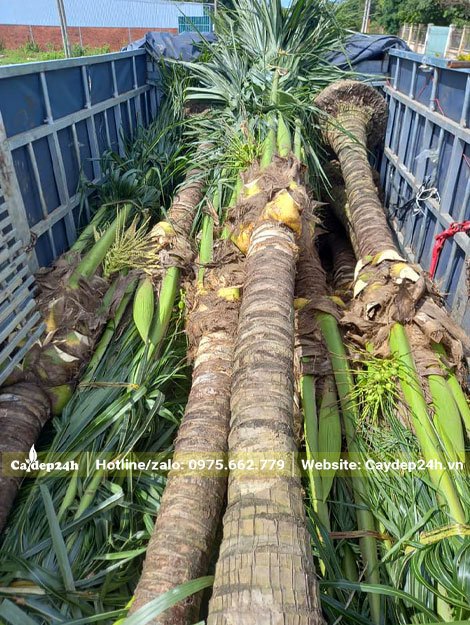 Có sẵn số lượng lớn cây Dừa công trình lóng thân cao 2 - 3m