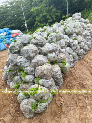 Hàng chục bọc cây Cỏ Lạc xếp thành chồng chuẩn bị đưa lên xe xuất vườn