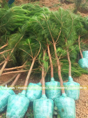 Thông Caribe công trình loại nhỏ, đk gốc chỉ 3 - 5cm