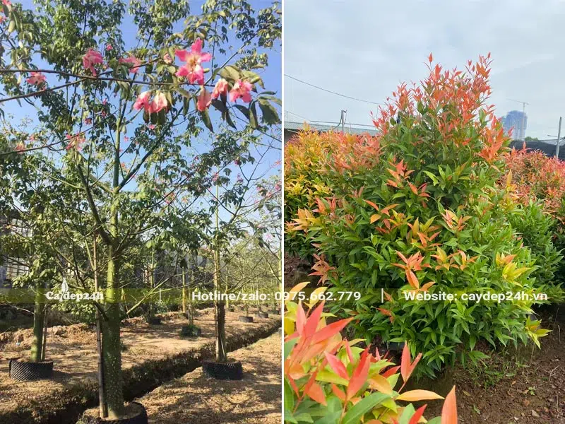 Cây hoa Mỹ Nhân và Hồng Lộc đã dâm ủ kỹ tại vườn