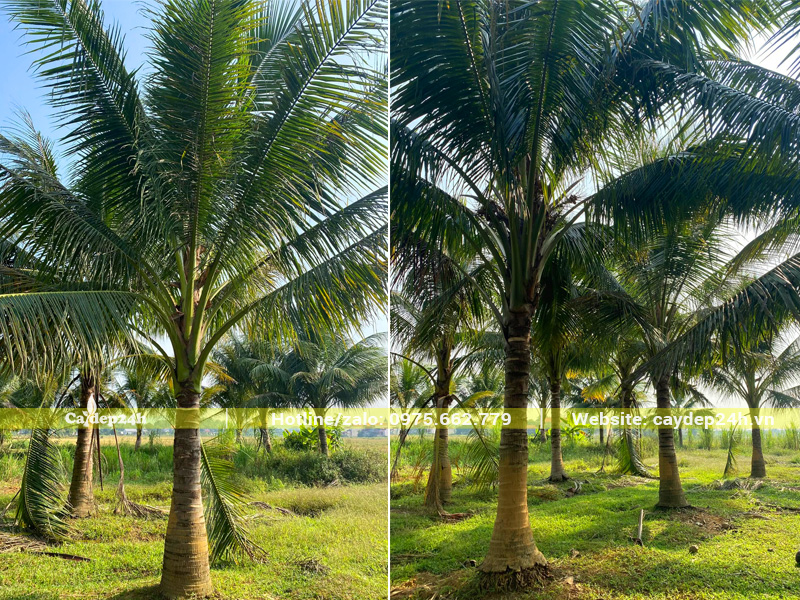 Vườn cây dừa công trình cao vút lá khoảng 7m
