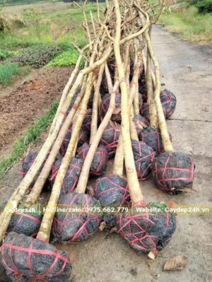 Bằng Lăng hàng tuyển chọn, đk gốc 8 - 12cm, chiều cao khoảng 3 - 4m