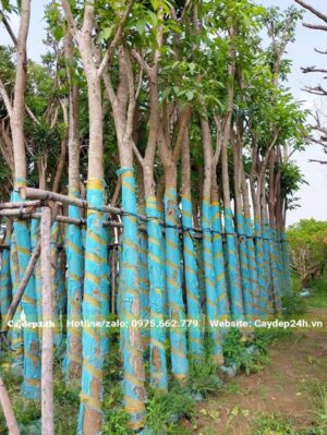 Bằng Lăng dâm ủ được cuốn thân cẩn thận