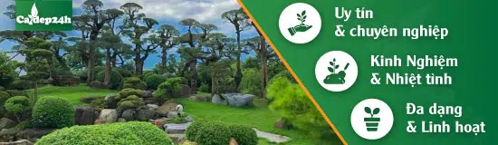 Dịch vụ cây xanh chuyên nghiệp, trọn gói từ a-z