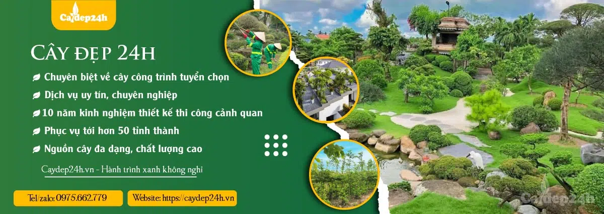 banner chính trang chủ caydep24h