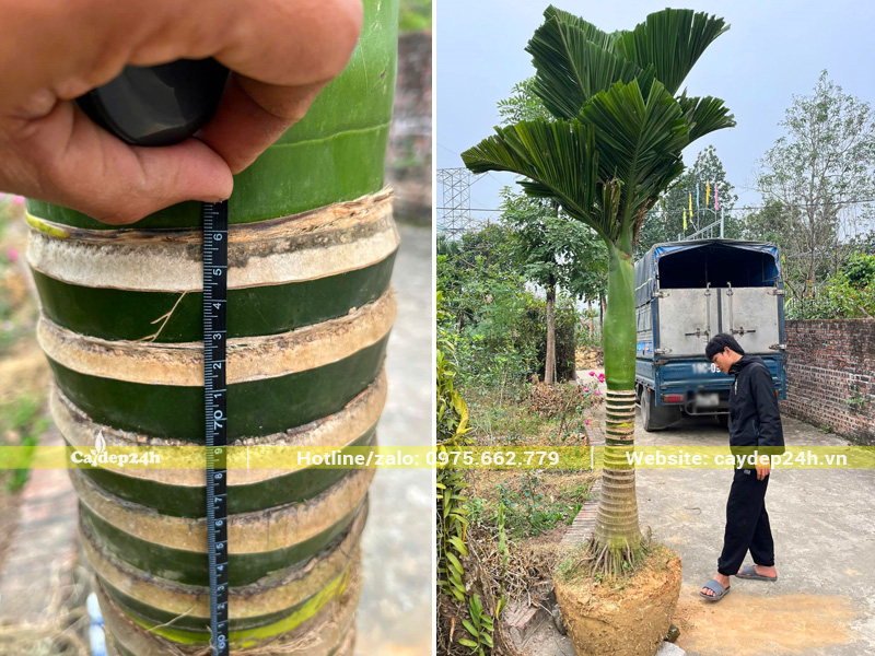 Bứng bầu và vận chuyển cây cau lùn lóng thân cao hơn 80cm