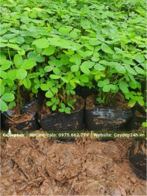 Vườn ươm giống Cỏ Lạc sẵn trong bầu, đk khoảng 12 - 15cm