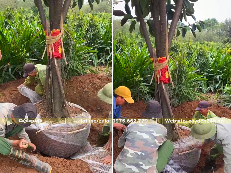 Dùng lưới chuyên dụng để bọc bầu cây đa búp đỏ