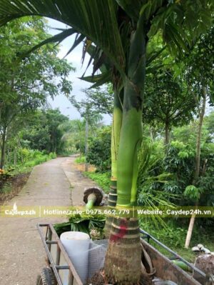 Dùng xe kéo di chuyển cây Cau Lùn từ vườn ra xe, cây có lộ thân khoảng 50cm