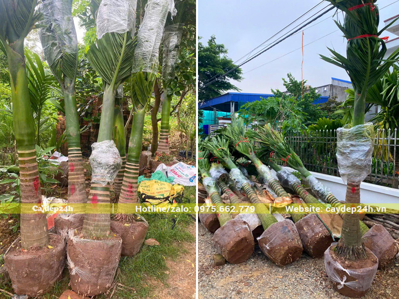 Lô cau lùn lâu năm được bọc kỹ bầu, cành lá và buồng quả trước khi vận chuyển