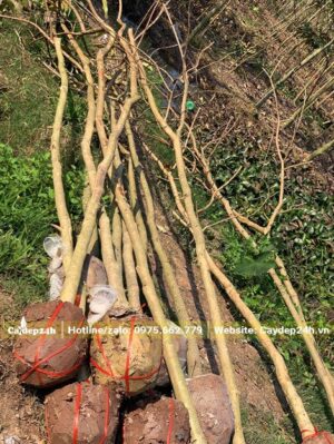 Bằng Lăng đánh thẳng mới bứng bầu, giữ nguyên tai cành chính và tỉa bỏ