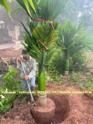 Cây đánh thẳng lộ thân hơn 40cm, chiều cao vút lá 2 - 2.5m