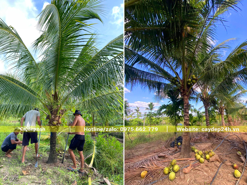 Đào đất, bứng bầu cho cây dừa lóng thân cao 2 - 3m