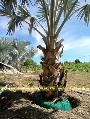 Đặt cây Kè Lá Bạc vào hố trồng đã đào sẵn từ trước