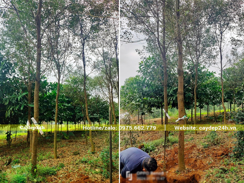 Bứng số lượng lớn cây long não đánh thẳng tại Thanh Hóa