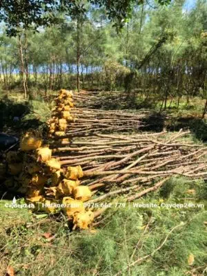 Hàng chục cây Phi Lao đã đánh bầu, tỉa tay cành xếp thành đống lớn tại vườn