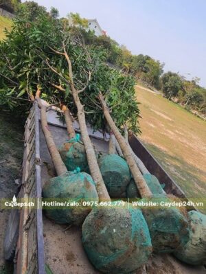 Mua bán cây Xoài công trình đk 5cm