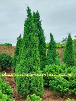 Tùng Tháp bứng thẳng có đủ mọi chiều cao từ 1 - 3m