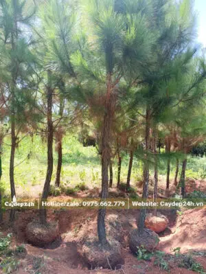 Bứng cây tại vườn, thân có đường kính khoảng 8 - 10cm