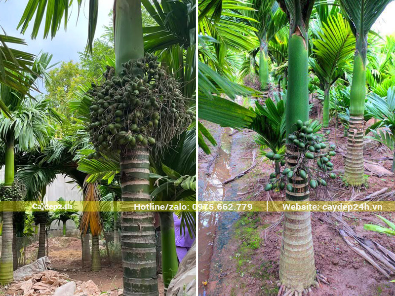 Vườn cây cau lùn sai trái, quả to chuẩn bị thu hoạch