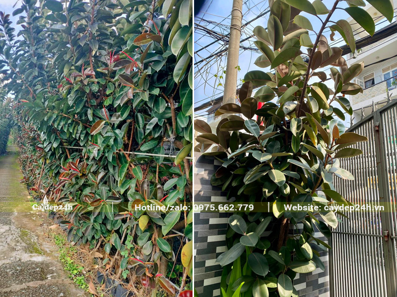 Cây giống đa búp đỏ, chiều cao hơn 2m