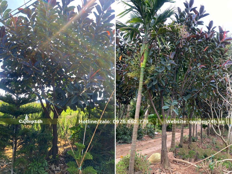 Những hàng cây Đa Búp Đỏ công trình thoát thân 1m5, chiều cao 4m trở lên