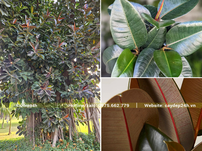 Một cây Đa Búp Đỏ cổ thụ đường kính lớn, chiều cao 6 - 7m