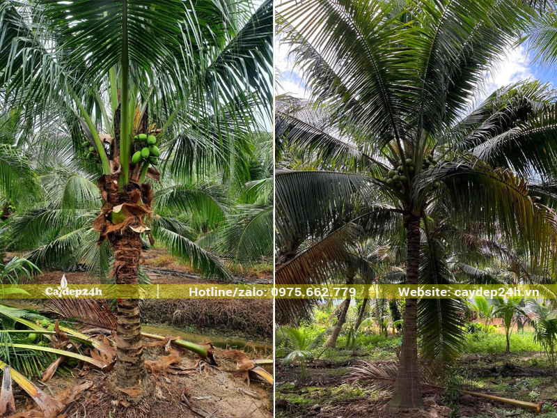 Vườn dừa công trình lóng thân cao 1.5 - 2m tại Hải Phòng