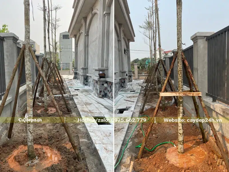 Chống cọc cho hàng cây Bàng Đài Loan đường kính 5cm mới trồng