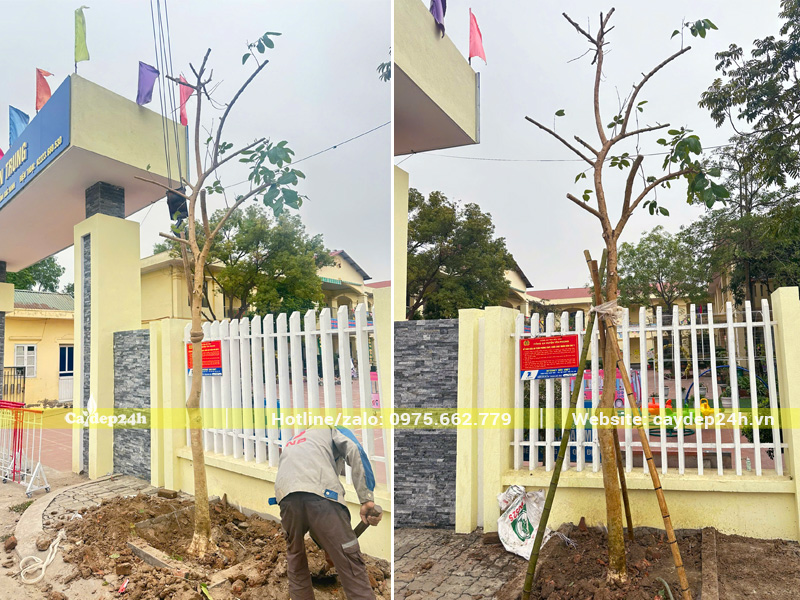 Lấp đất và chống cọc cho cây bằng lăng tím công trình