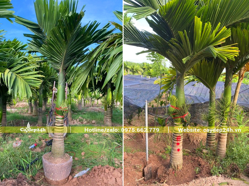 Đào hố trồng cây cau lùn lóng thân 60 - 80cm