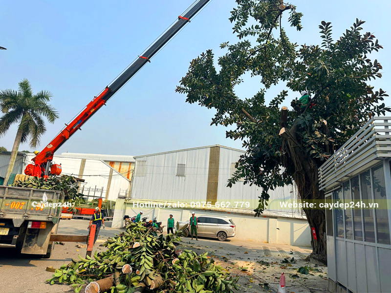 Dịch vụ cắt tỉa cây xanh công trình chuyên nghiệp từ Cây Đẹp 24h
