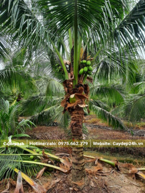 Cắt tỉa bớt lá già cho cây dừa, tạo không gian thoáng cho cây phát triển