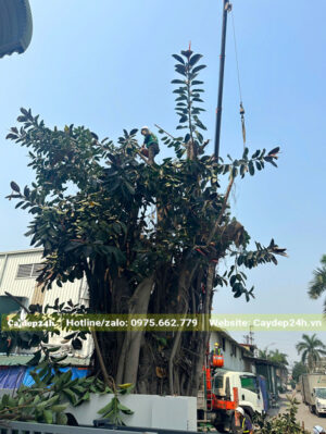 Cẩu cây Đa Búp Đỏ đại thụ, vanh gốc hơn 400cm