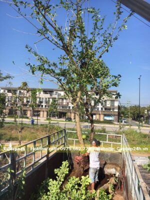 Đang di chuyển cây Đào Tiên từ trên thùng xe xuống hố trồng tại khuôn viên một khu biệt thự cao cấp