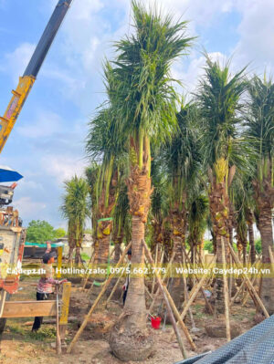 Cần cẩu đang di chuyển những cây dừa đã dâm ủ lên thùng xe đầu kéo