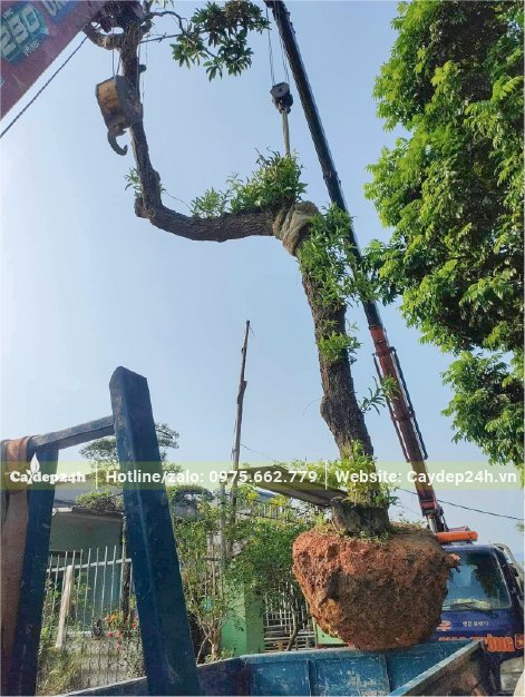 Một cây Hồng Xiêm cổ thụ dáng bay đã dâm ủ kỹ đang được cẩu lên xe