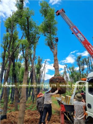 Cần cẩu đang nâng cây Long Não đường kính gốc 25cm lên xe