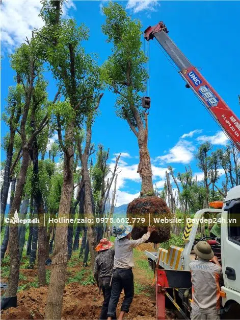 Cần cẩu đang nâng cây Long Não đường kính gốc 25cm lên xe